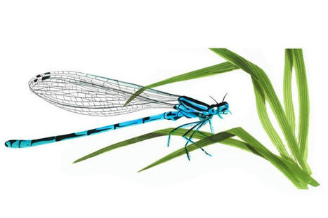 L’agrion, « un dada pour naturalistes fainéants » | EntomoScience | Scoop.it