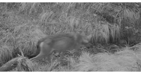 L'Epine | Hautes-Alpes : un troupeau attaqué, le loup flashé ! | Loup | Scoop.it