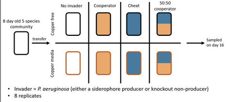 Cheats can boost the success of a cooperative invader | Brveco | RMH | Scoop.it