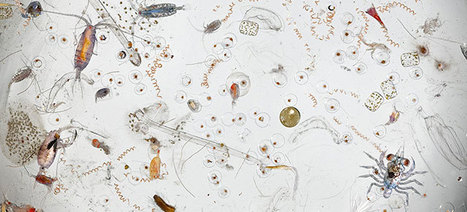 A Single Drop Of Sea Water Magnified 25 Times | 16s3d: Bestioles, opinions & pétitions | Scoop.it