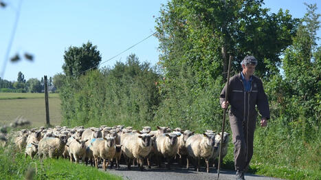 Projet agrivolta&iuml;que &agrave; Biern&eacute;&nbsp;: une enqu&ecirc;te publique est en cours - Ouest France [Abonn&eacute;s] | Agriculture en Pays de la Loire | Scoop.it