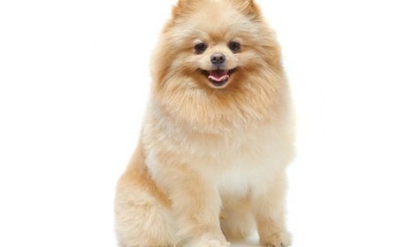 Adorable Pomeranian Dog Breeds In India - l2sanpiero