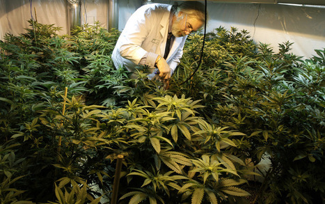 Medical Marijuana Group Issues its First Quality Certificates | Beckley News : Cannabis - Marijuana | Scoop.it