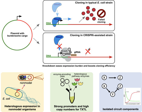 CRISPRi-assisted E. coli strains increase success rate of burdensome construct cloning | brvt | RMH | Scoop.it