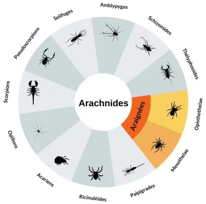 Qu&rsquo;est-ce qu&rsquo;une araign&eacute;e ? | MNHN | EntomoScience | Scoop.it