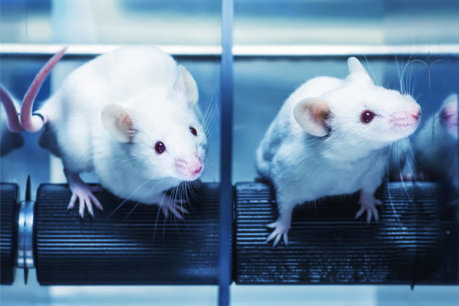 Chatter in the deep brain spurs empathy in rats: Communication within the brain is key to empathetic decision-making | Empathy and Animals | Scoop.it