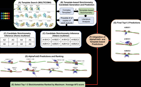 PreStoi allows accurate prediction of protein complex stoichiometry by integrating AlphaFold3 and template information | ComB | RMH | Scoop.it