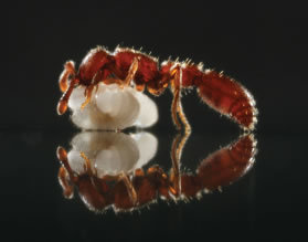 Insectes sociaux : Conférence sur une fourmi parthénogénétique | Variétés entomologiques | Scoop.it
