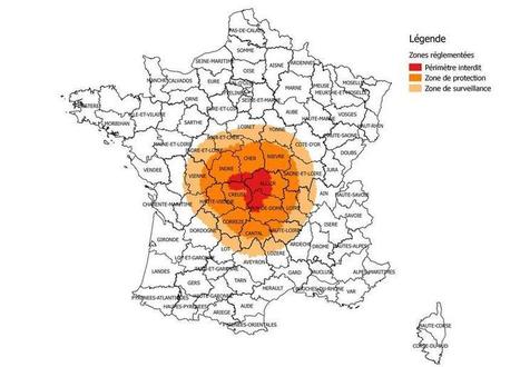 La maladie de la langue bleue se propage en Auvergne | Pastoralisme Ours Loups Lynx | Scoop.it