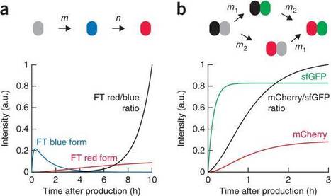 Tandem fluorescent protein timers for in vivo analysis of protein dynamics. - Nature Biotech | Plant Cell Biology and Microscopy | Scoop.it
