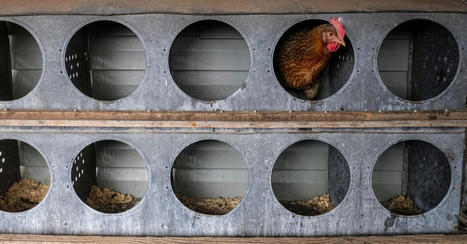 Scientists Use CRISPR to Make Chickens More Resistant to Bird Flu | Amazing Science | Scoop.it