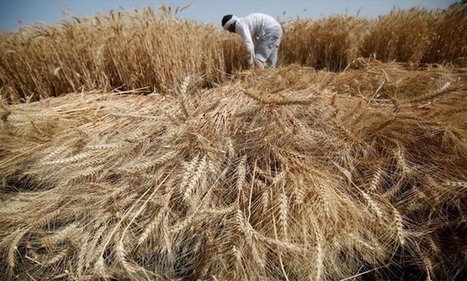 Gov't announces wheat cultivated areas rise to 1.5M feddans in winter | MED-Amin network | Scoop.it
