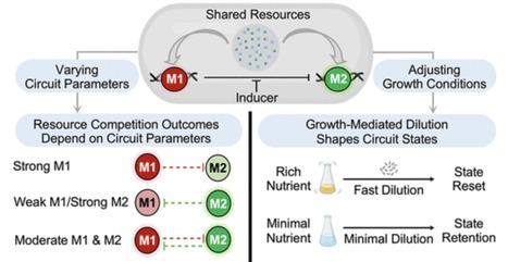 Resource Competition and Growth Dilution Modulate Synthetic Gene Cascade Dynamics | asb | RMH | Scoop.it