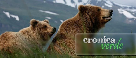 Crónica verde: Las asociaciones conservacionistas pirenaicas apoyan el proyecto life oso | Pastoralisme Ours Loups Lynx | Scoop.it