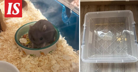 Sari l&ouml;ysi hyl&auml;tyn hamsterin ulkoa Kontulasta | A1Uutiset | Scoop.it