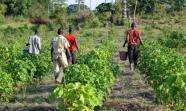 Kenya: des associations dénoncent un projet de biocarburant au jatropha : AFP | Actualités Afrique | Scoop.it