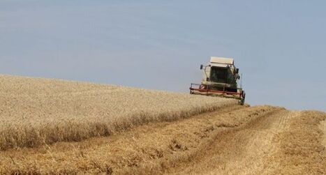 Récolte de blé record, maïs en berne : drôle d'année céréalière | MED-Amin network | Scoop.it