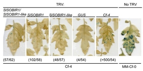 PNAS: Receptor-like kinase SOBIR1/EVR interacts with receptor-like proteins in plant immunity against fungal infection (2013) | Publications from The Sainsbury Laboratory | Scoop.it