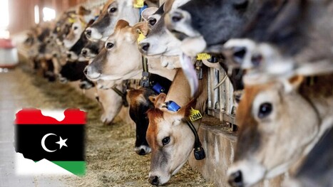 À Benghazi, une méga-ferme pour répondre à l'ambition laitière de l'Est libyen | Lait de Normandie... et d'ailleurs | Scoop.it
