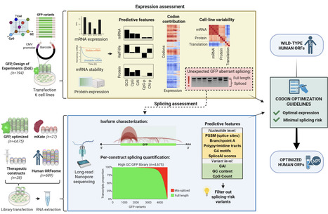Splice-Aware Optimization Prevents Pervasive Missplicing of Natural and Synthetic cDNAs | brvm | RMH | Scoop.it