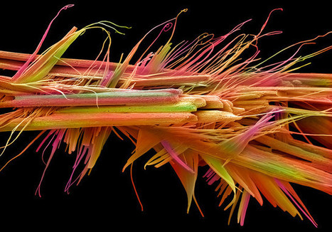 10 Of The Year’s Most Amazing Science Photos | Science News | Scoop.it
