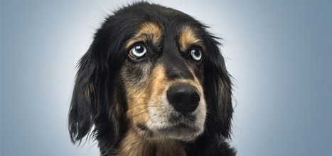 Canine Empathy: Your dog really does care if you are unhappy | Empathy and Animals | Scoop.it