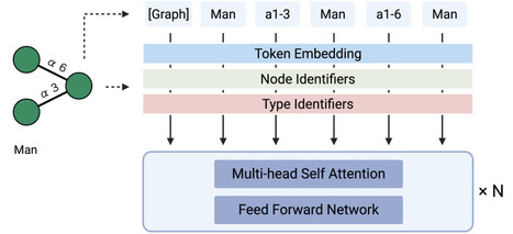 GlycanGT: A Foundation Model for Glycan Graphs with Pretrained Representation and Generative Learning | brvbe | RMH | Scoop.it