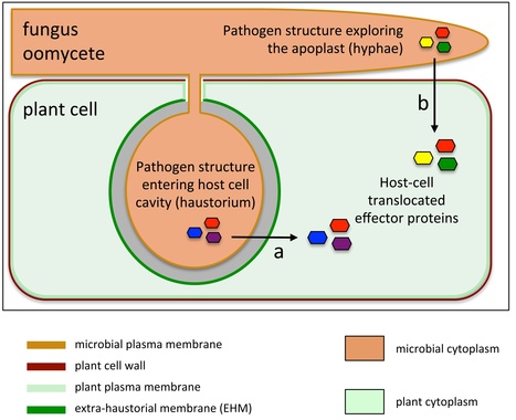 PLOS Biology: Unsolved Mystery - How Do Filamentous Pathogens Deliver Effector Proteins into Plant Cells? (2014) | Publications | Scoop.it