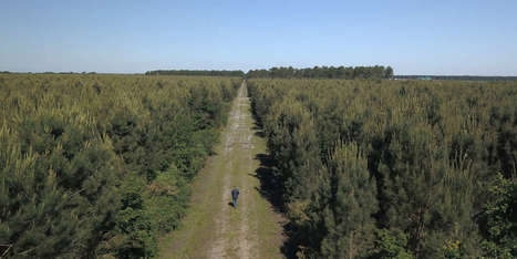 « Ne prenons plus les plantations d’arbres pour des forêts » | Les Colocs du jardin | Scoop.it