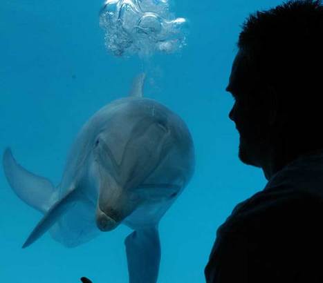 Device May Let Humans Communicate With Dolphins | Science News | Scoop.it
