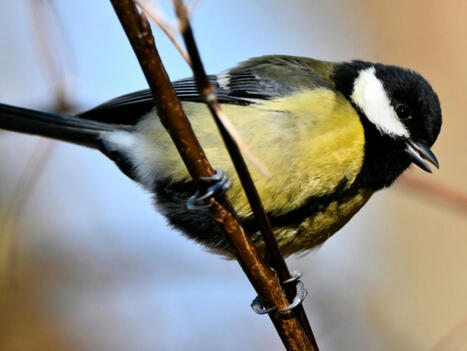En France, moins d'oiseaux l&agrave; o&ugrave; plus de pesticides sont achet&eacute;s, selon une &eacute;tude | Biodiversit&eacute; - @ZEHUB on Twitter | Scoop.it