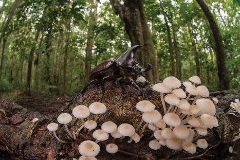 Des champignons repoussent | EntomoNews | Scoop.it