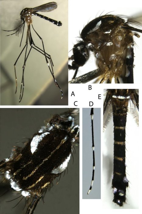 Les moustiques Stegomyia à Mayotte, étude taxonomique et description de Stegomyia pia n. sp. | EntomoNews | Scoop.it