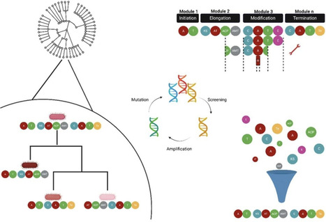 Evolutionary insights and guidelines to achieve effective and high-yield non-ribosomal peptide and polyketide engineering | cin | RMH | Scoop.it
