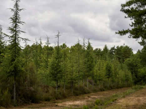Adapter la forêt française au climat : "8 à 10 milliards d'euros" nécessaires sur 10 ans | Biodiversité | Scoop.it