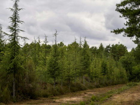 Adapter la FORÊT française au CLIMAT : "8 à 10 milliards d'euros" nécessaires sur 10 ans | CIHEAM Press Review | Scoop.it