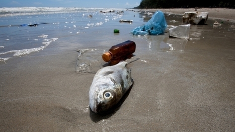 How Plastic In The Ocean Is Contaminating Your Seafood | Soggy Science | Scoop.it