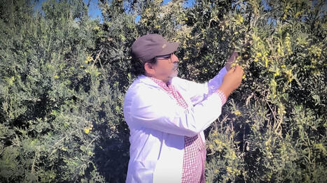 ALBANIA :&nbsp; Producer Sees Global Potential in Indigenous Olive Varieties | CIHEAM Press Review | Scoop.it