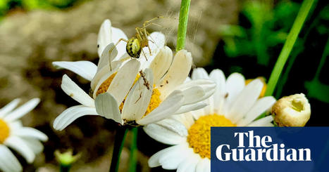 Country diary: The orb-weaver spider is still optimistic of a good harvest | Spiders | The Guardian | Nature Flash | Scoop.it