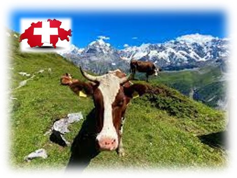 Le manque de lait redouté en Suisse | Lait de Normandie... et d'ailleurs | Scoop.it
