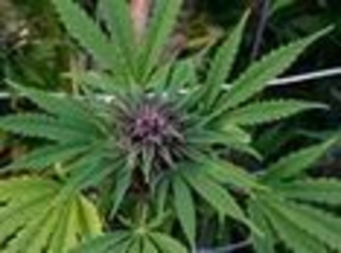 New Florida poll: 82 percent of voters favor legalizing medical marijuana - Tampabay.com | ReactNow - Latest News updated around the clock | Scoop.it