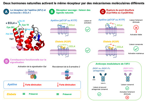 Un nouveau m&eacute;canisme d'activation d'une cible th&eacute;rapeutique prometteuse | Life Sciences Universit&eacute; Paris-Saclay | Scoop.it