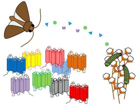 Conf&eacute;rence de Arthur de Fouchier, Institute for Biodiversity and Ecosystem Dynamics, University of Amsterdam | EntomoNews | Scoop.it