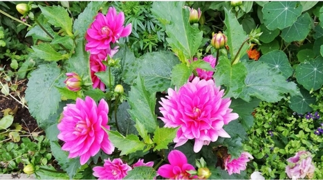 Ymp&auml;rist&ouml; ja luonto | 1Uutiset - Lukemisen t&auml;hden | Scoop.it