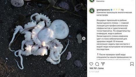 Russie : des dizaines d’animaux marins retrouvés morts, crainte d'une catastrophe écologique / le 05.10.2020 | Pollution accidentelle des eaux par produits chimiques | Scoop.it