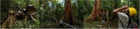 .@chaparro_am ::: El #árbol_GIGANTE del #AMAZONAS, bajo #presión_comercial…Si el árbol impresiona por sus #dimensiones, también lo hace por su #longevidad: los ejemplares más antiguos superan los #... | MAZAMORRA en morada | Scoop.it