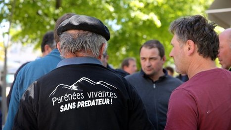 Pyrénées: les opposants à l'ours manifestent jeudi à Ainsa en Aragon | Vallées d'Aure & Louron - Pyrénées | Scoop.it