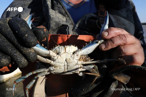 Esp&egrave;ce agressive et vorace originaire des &Eacute;tats-Unis, le crabe aux pinces bleues prolif&egrave;re pr&egrave;s de Perpignan, au d&eacute;triment des poissons ou d&rsquo;autres crabes | EntomoNews | Scoop.it