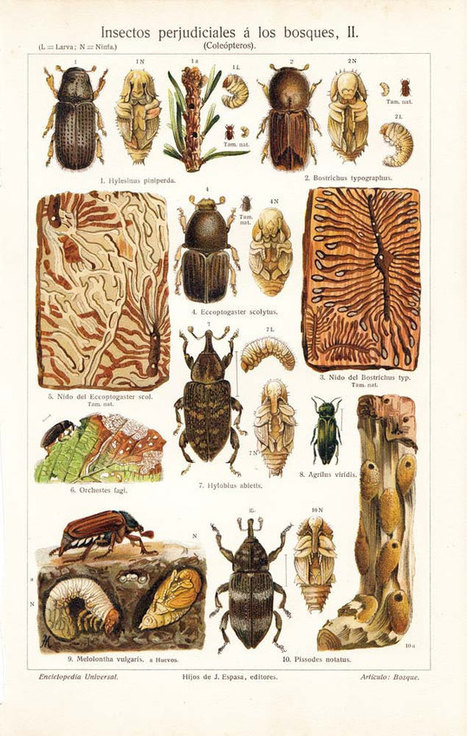 Scolytes, hannetons et charançons | Variétés entomologiques | Scoop.it