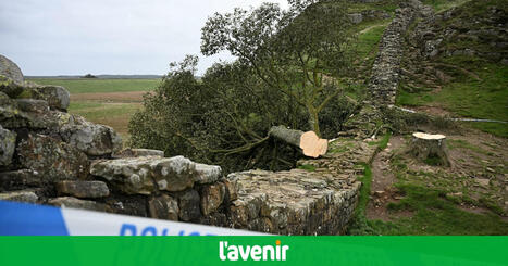 Deux hommes condamnés à 4 ans et 3 mois de prison pour avoir détruit... l'arbre le plus populaire d'Angleterre il y a deux ans - L'Avenir | Découvrir, se former et faire | Scoop.it